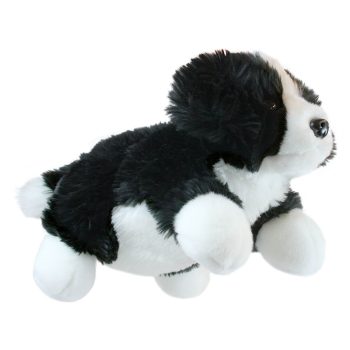 Border Collie - Full-Bodied