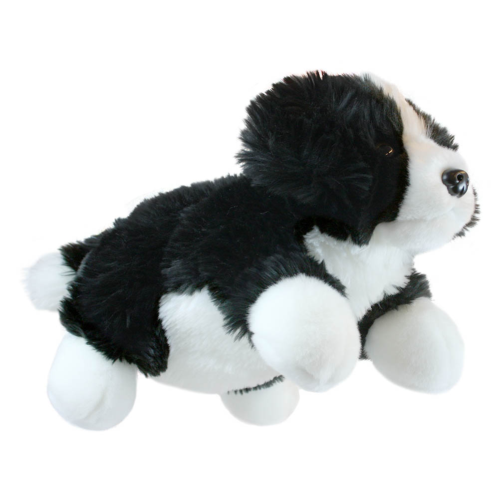 Border Collie - Full-Bodied