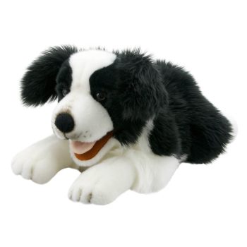 Border Collie - Playful Puppies