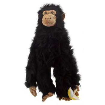 Chimp - Large Primates