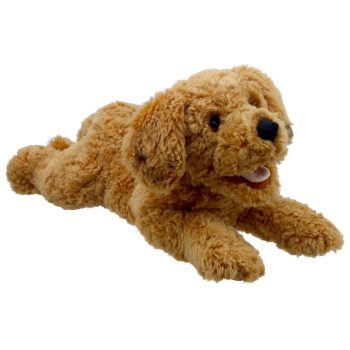Cockapoo - Playful Puppies