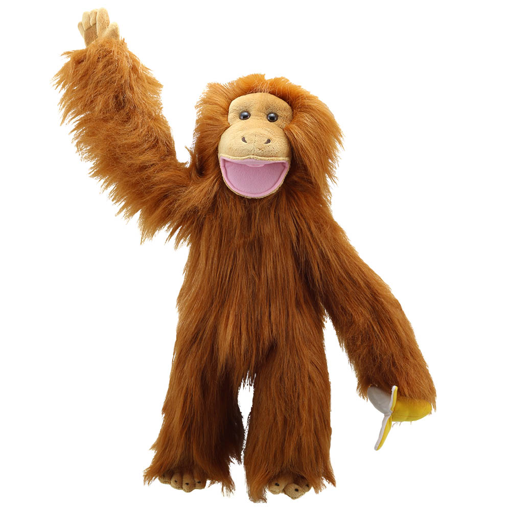 Orangutan - Medium Primates